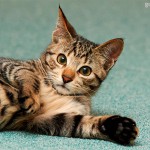 Как избавиться от запаха кошачьей мочи на ковре?