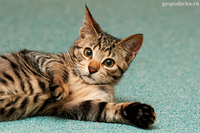 Как избавиться от запаха кошачьей мочи на ковре?