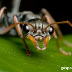 Как избежать укусов насекомых?