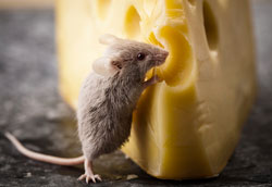 Боязнь мышей: как перестать бояться маленьких грызунов