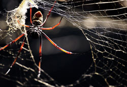 Как избавиться от пауков в доме: проверенные способы