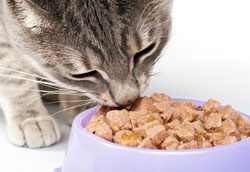 Как предотвратить повторное появление мочекаменной болезни у кошки?
