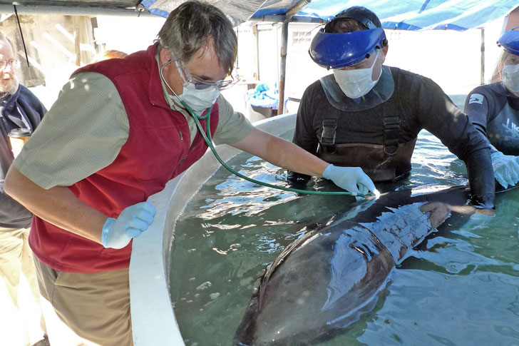 лечение дельфина