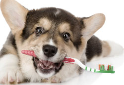 Как почистить зубы собаке?